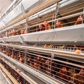 Animal Cage Κλουβί κοτόπουλου με στρώσεις τύπου H