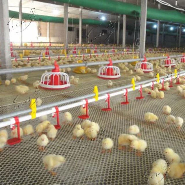 Poultry Equipment for Chicken Farm