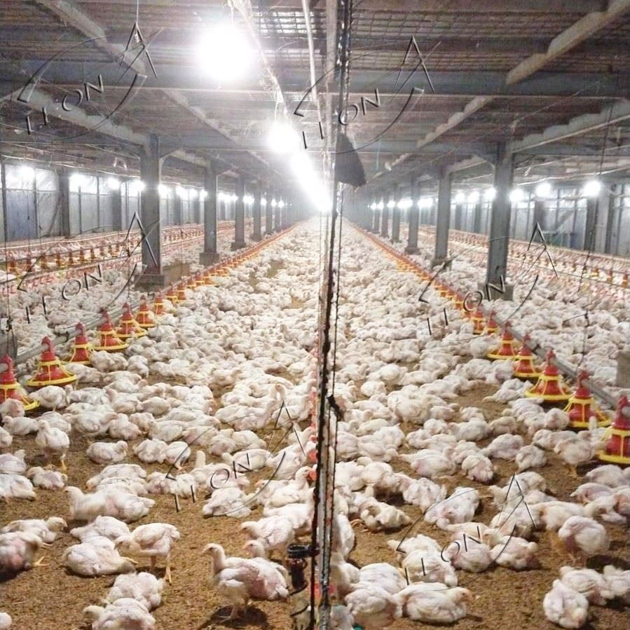 Automatic Broiler Ground Raising System