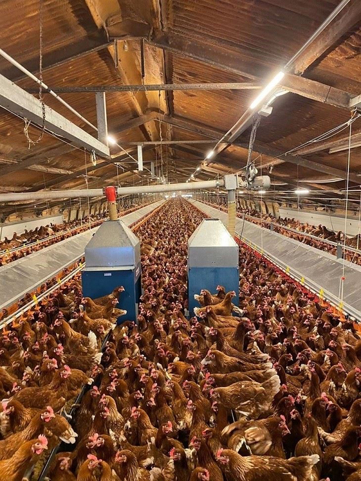 Free Range Chicken Automatic Laying Nest