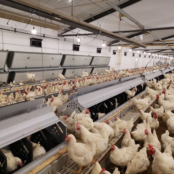 Poultry Automatic Breeder Laying Nest Box Poultry Automatic Breeder Laying Nest Box