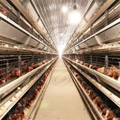 Layer Cages Μπαταρία αυγού κοτόπουλου